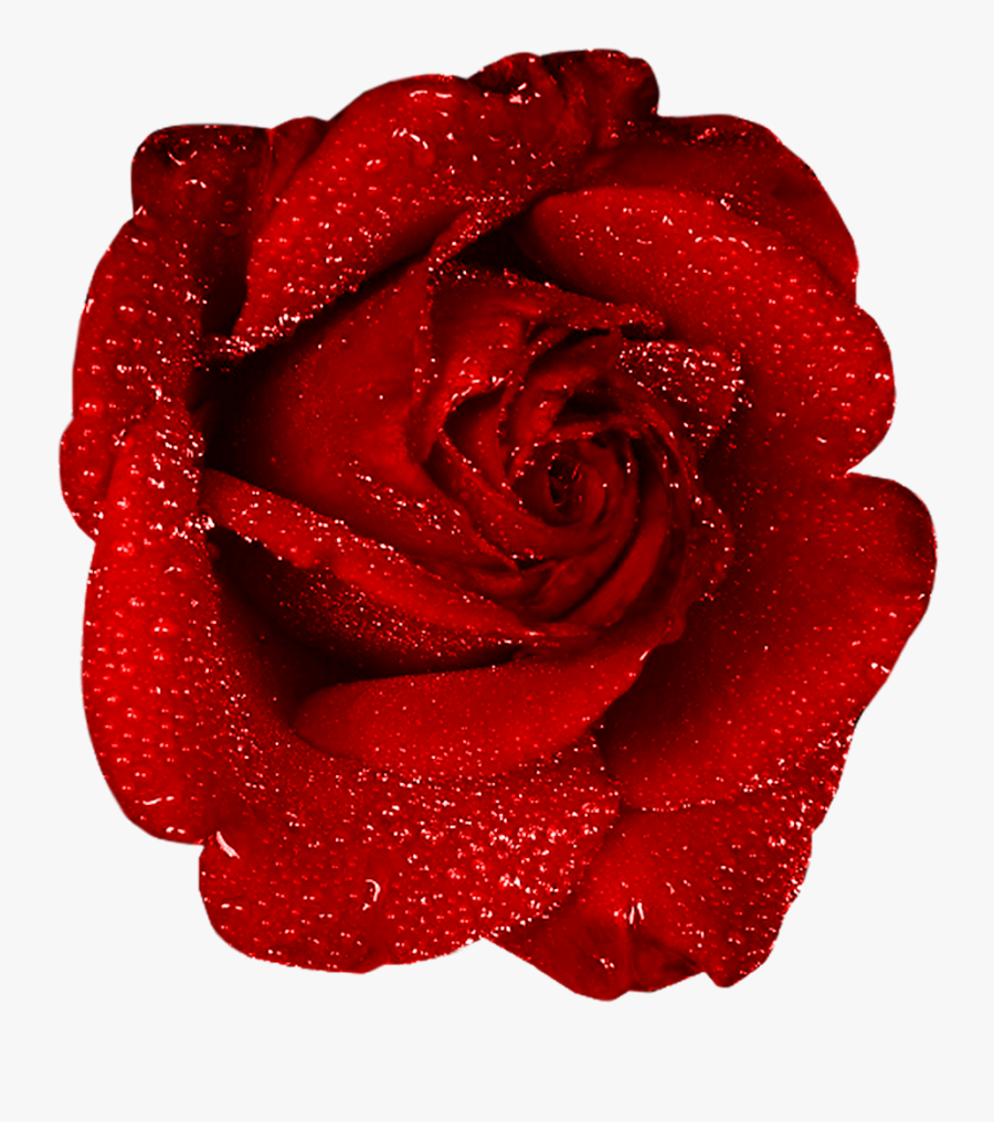 Red Rose With Dew Clipart - Red Rose Gif Png, Transparent Clipart