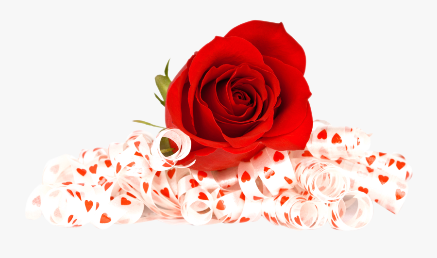 Transparent Background Rose Png, Transparent Clipart