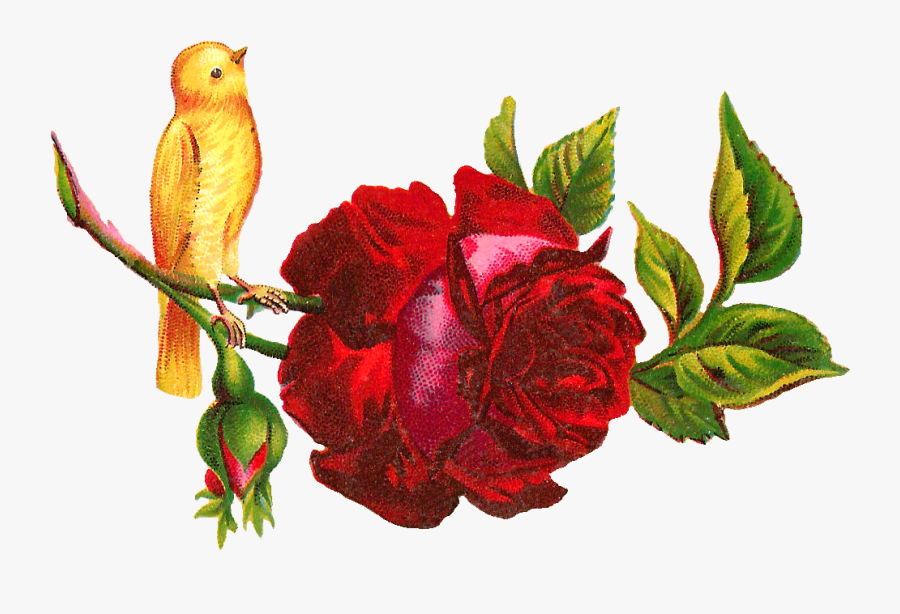 Red Rose Clip Art Yellow Bird - Red Rose Hd, Transparent Clipart