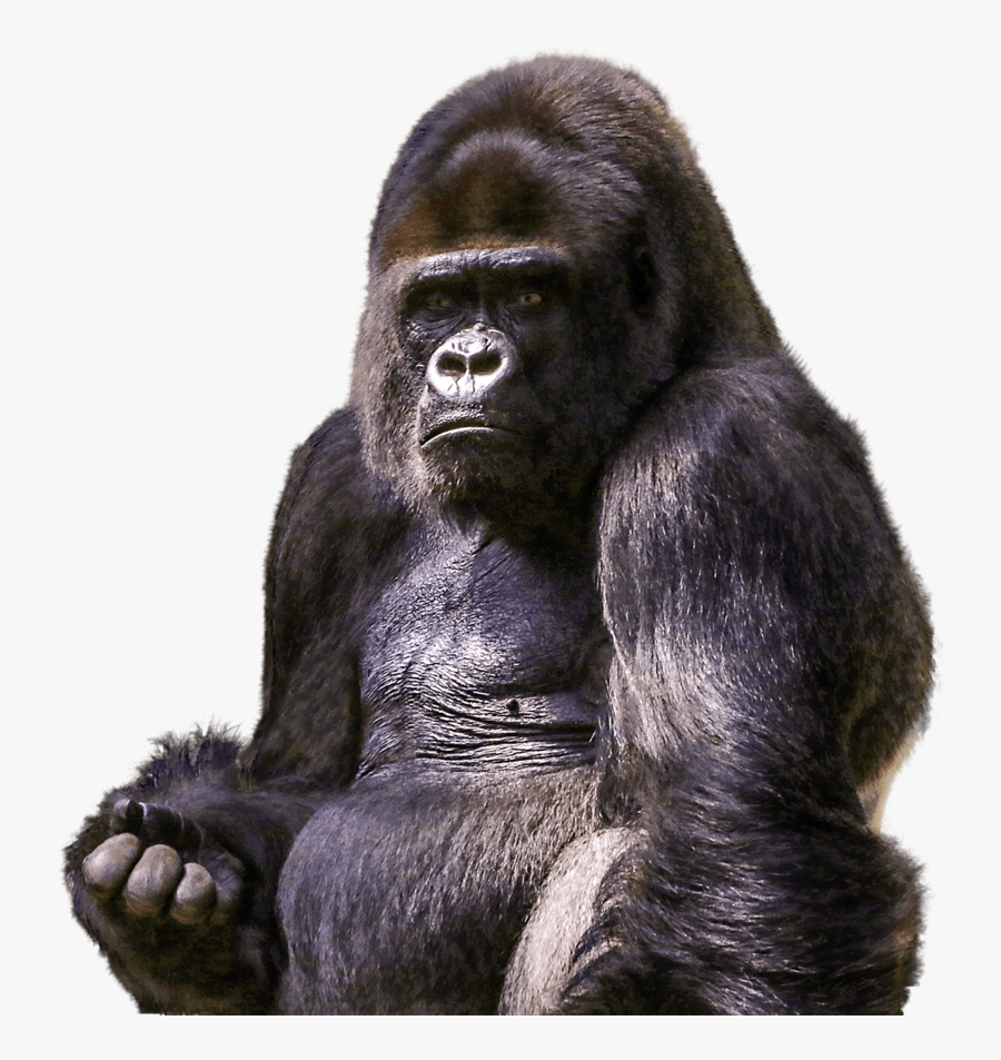 Gorilla - Evolution Can I Have Meme, Transparent Clipart
