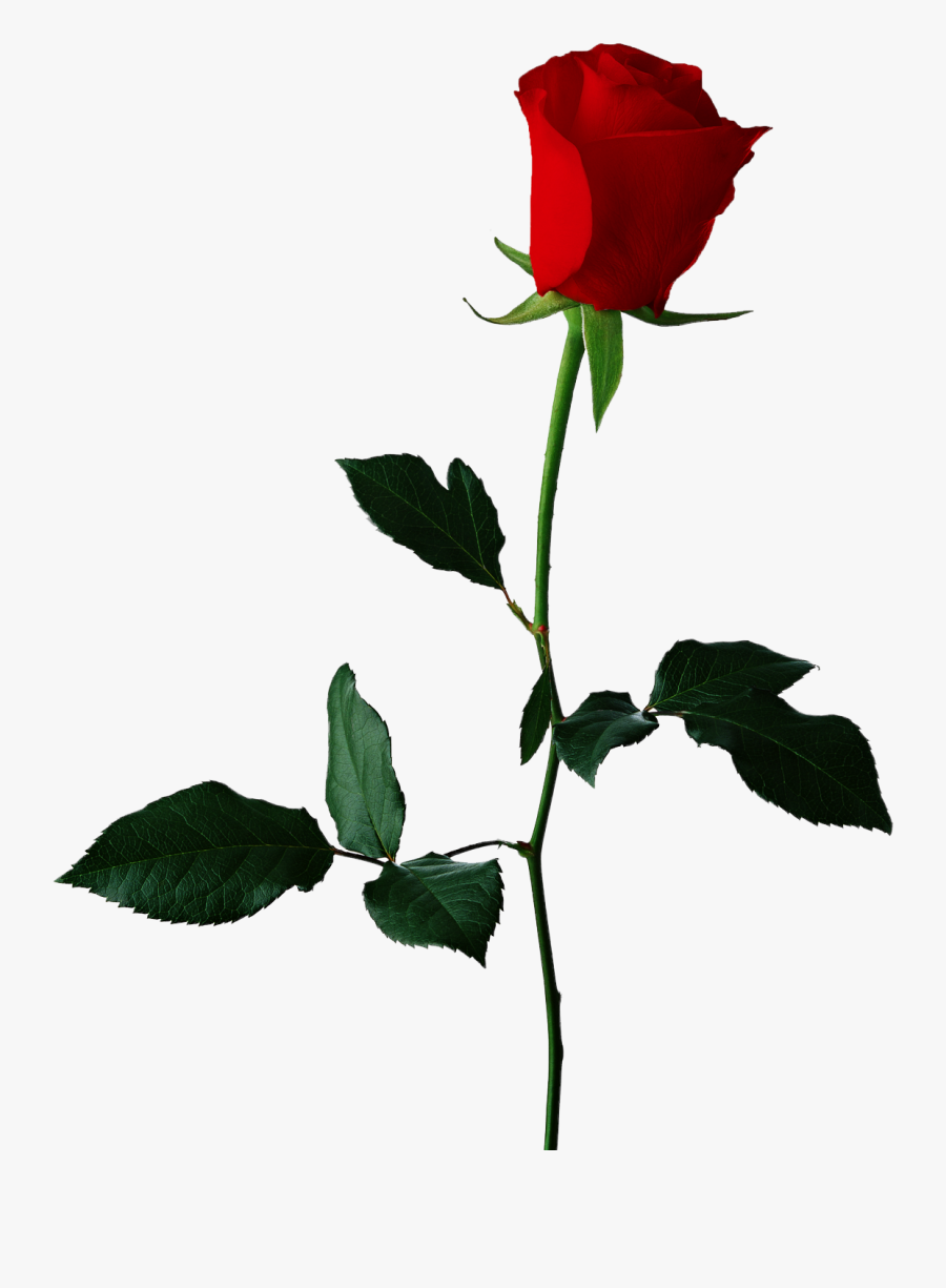 Red Rose No Background, Transparent Clipart