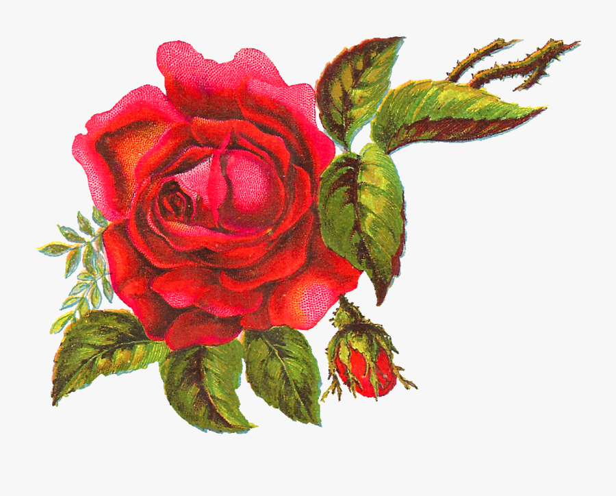 Red Rose Art Png, Transparent Clipart