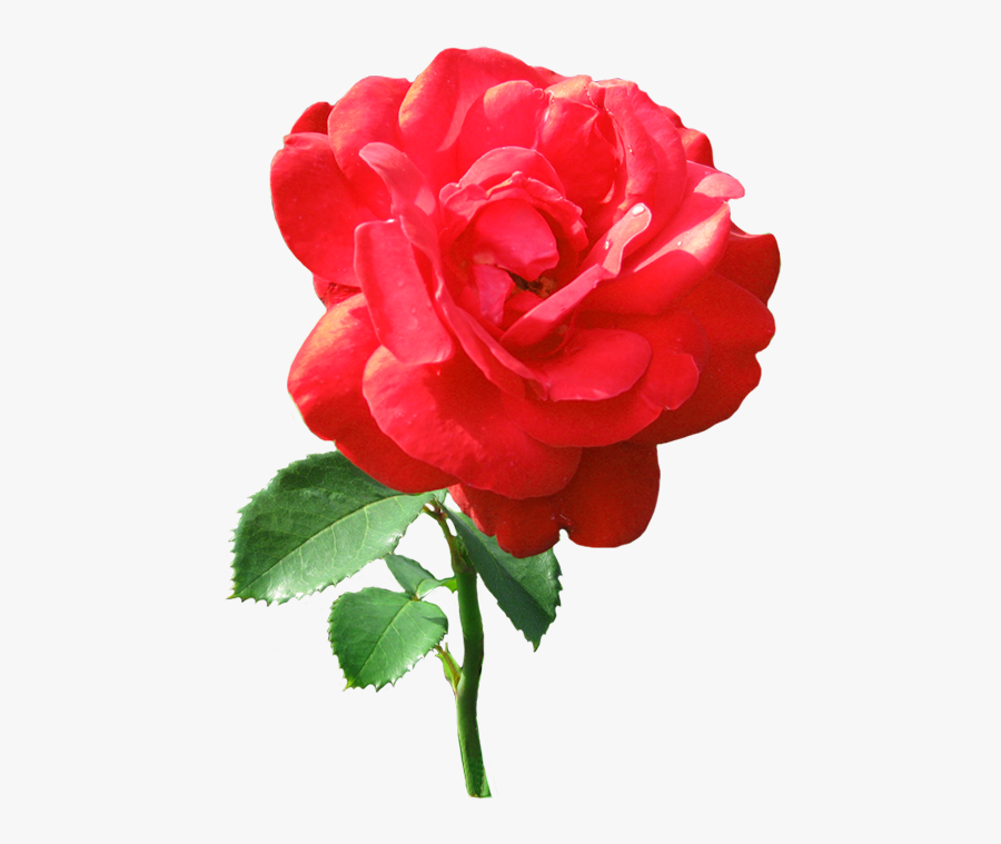 Single Red Rose With Dew Drops - Transparent Single Red Rose, Transparent Clipart