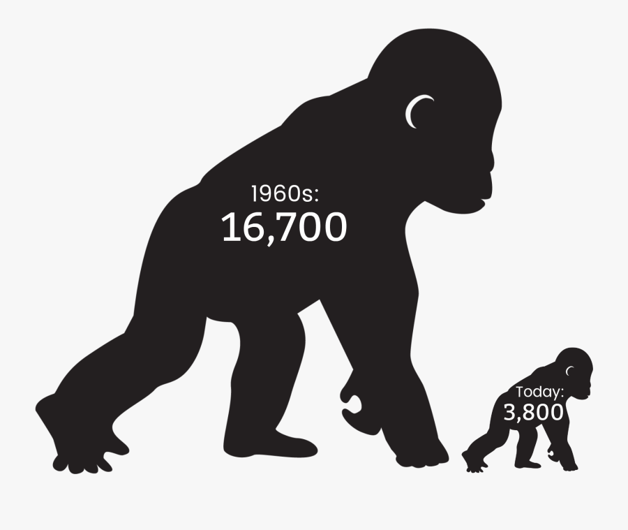 Gorilla, Transparent Clipart