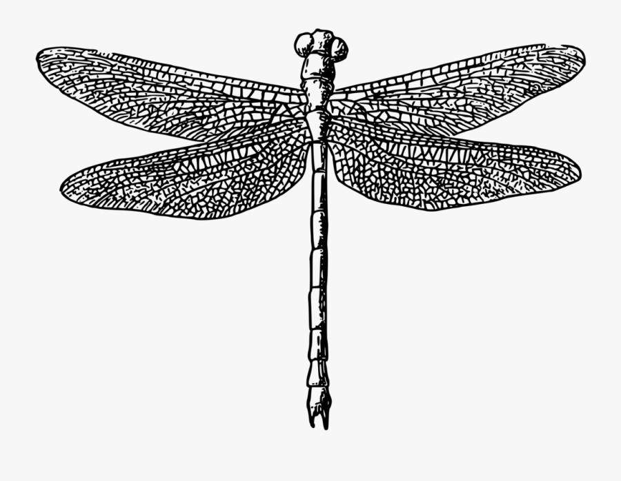 Dragonfly - Black And White Dragonfly Png, Transparent Clipart