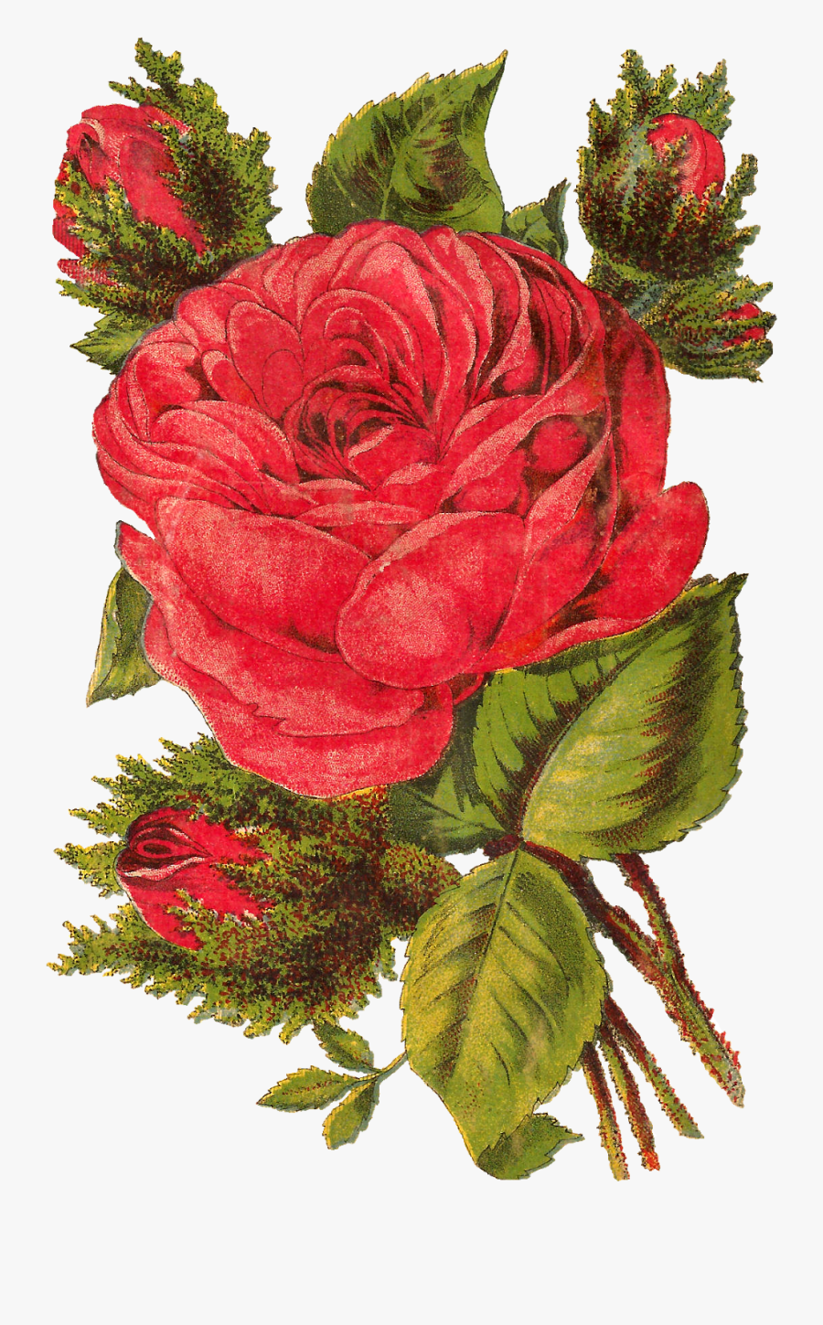 Rose, Transparent Clipart