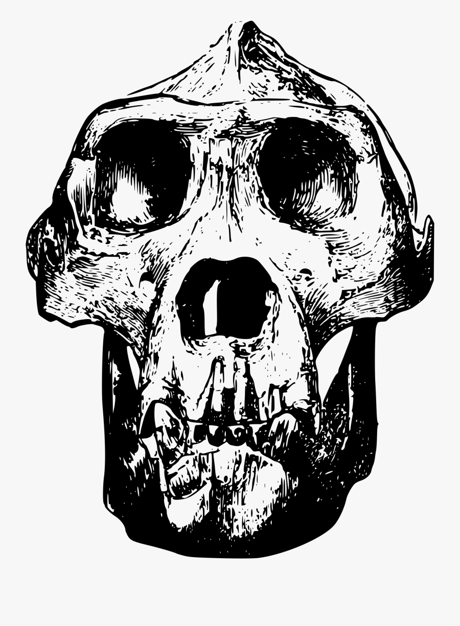 This Free Icons Png Design Of Male Gorilla Skull - Gorilla Skull Clip Art, Transparent Clipart