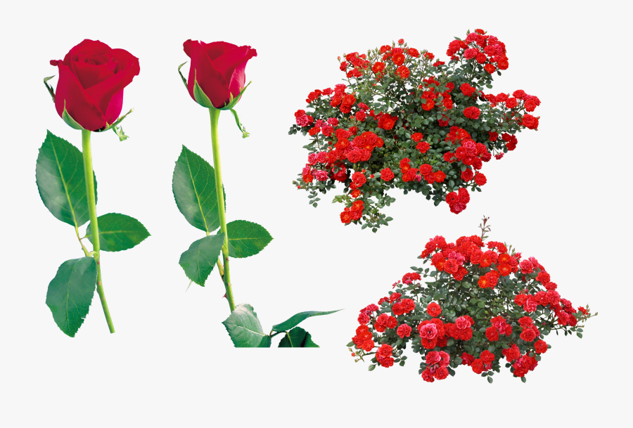 Rose Flower Clip Art - Red Rose Bush Png, Transparent Clipart