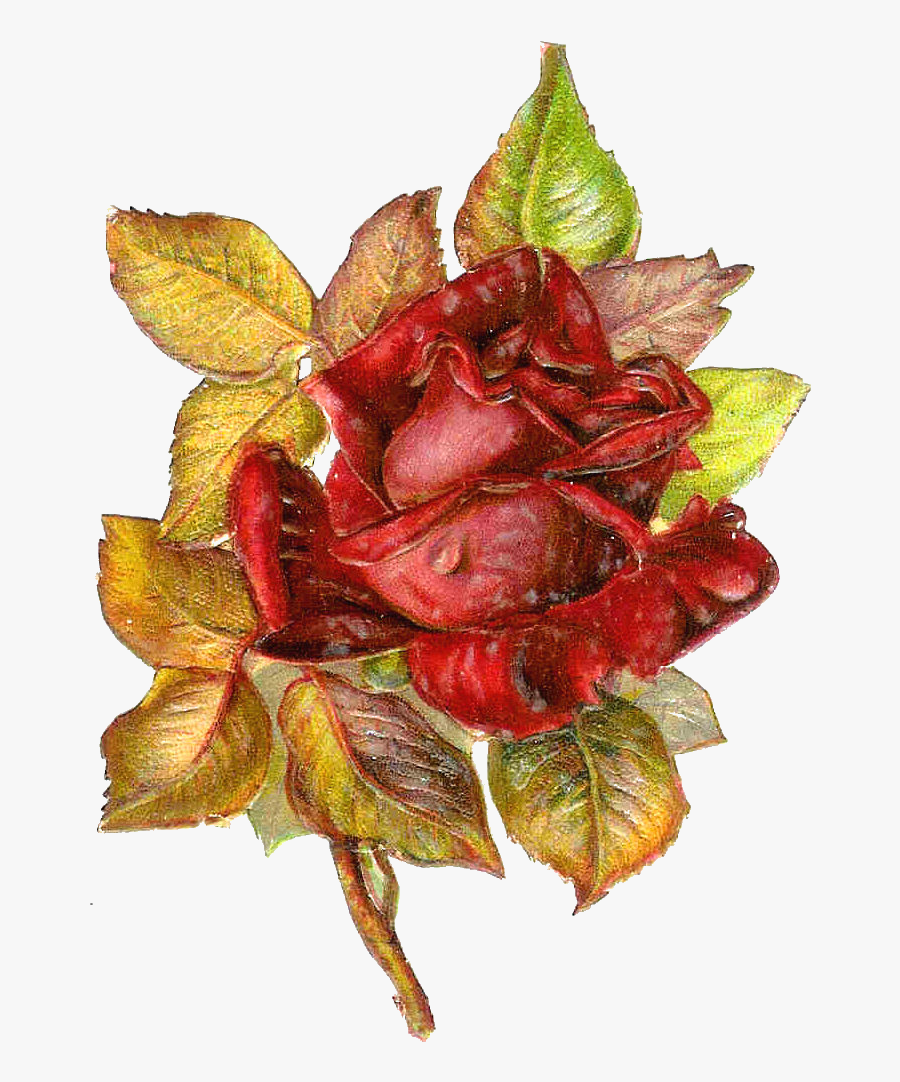 Red Rose Clip Art, Transparent Clipart