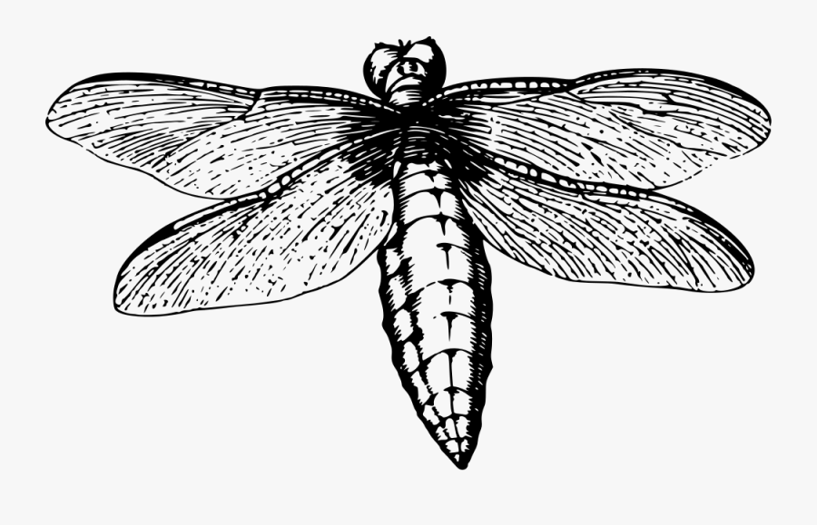 Dragonfly - Szitakötő Rajz, Transparent Clipart