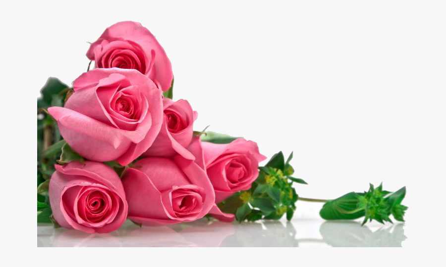 Rose Information In Urdu, Transparent Clipart