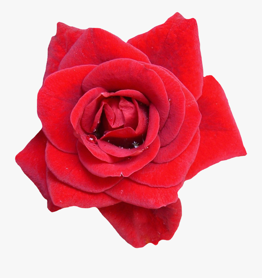 Red Flower Png Image - Red Rose Png Single, Transparent Clipart