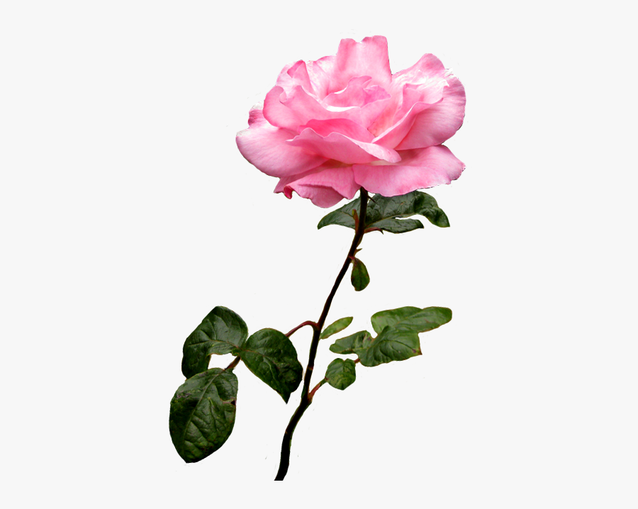 Pink Rose Image - Pink Rose Transparent Background, Transparent Clipart