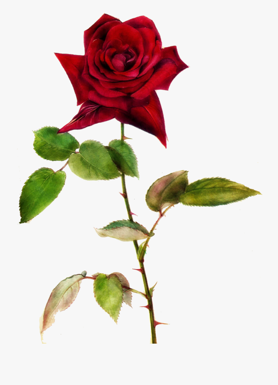 Red Rose Clipart One - One Rose With No Background, Transparent Clipart