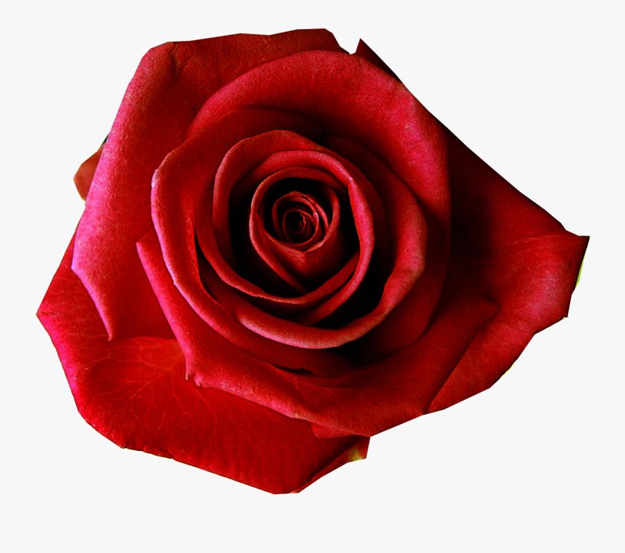 Clip Art Fuschia Roses - Red Flower Transparent Background, Transparent Clipart