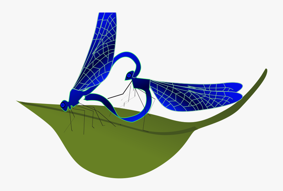 Coupling Dragonfly - Dragonfly, Transparent Clipart