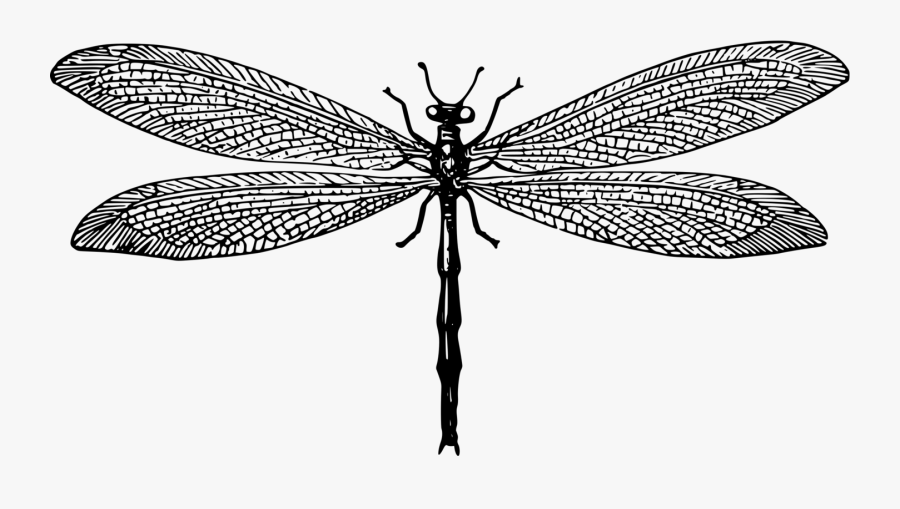 Fly,dragonfly,symmetry - Antlion Sketches, Transparent Clipart
