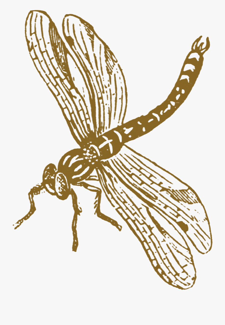 Net-winged Insects, Transparent Clipart