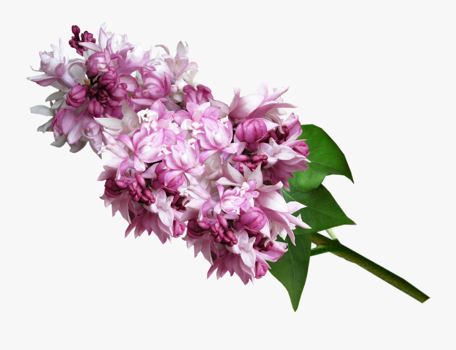 Clip Art Lilac Flower Bouquet - Люляк Png, Transparent Clipart