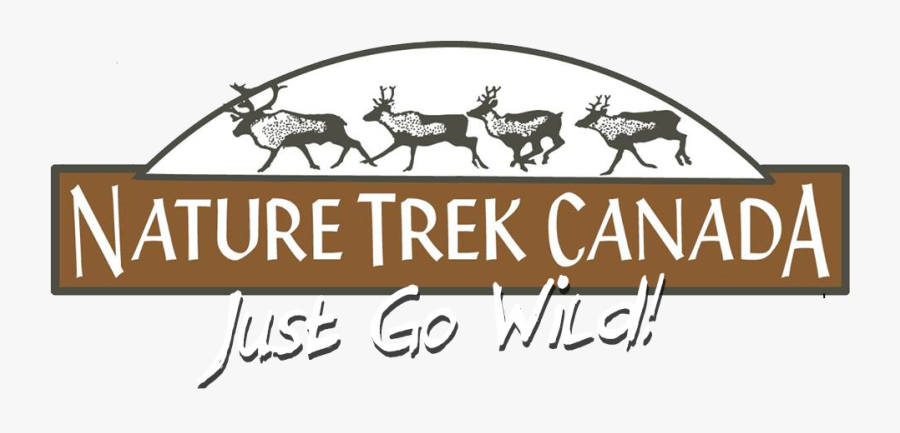 Stallion, Transparent Clipart