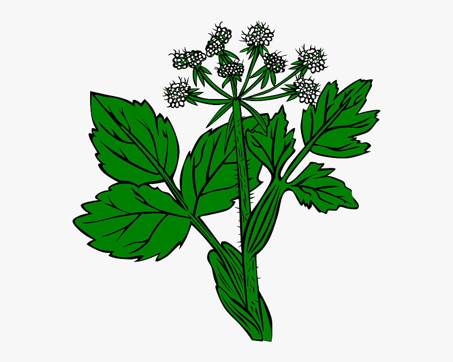 Alfalfa Clipart, Transparent Clipart