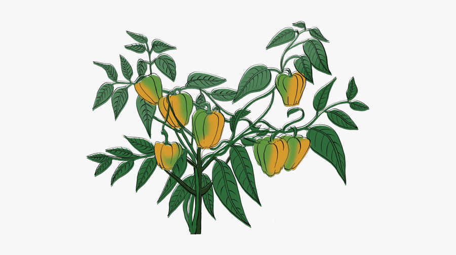 Clip Art, Transparent Clipart