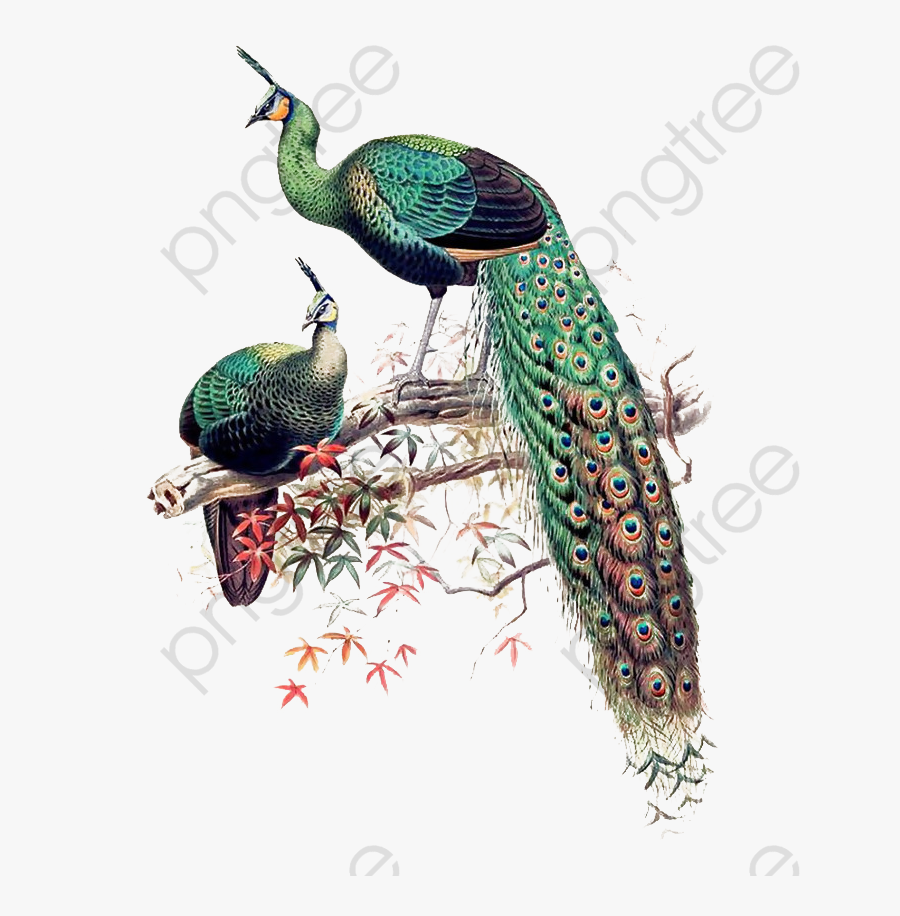 Peacock Clipart Wedding - Pavo Muticus Art, Transparent Clipart