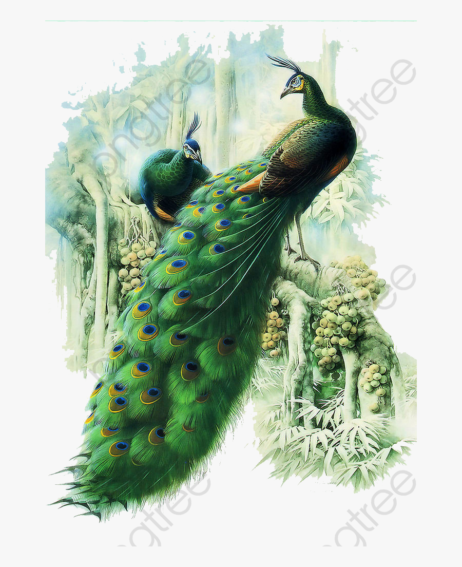 Peacock Clipart Png Transparent - Peacock Hd Print, Transparent Clipart