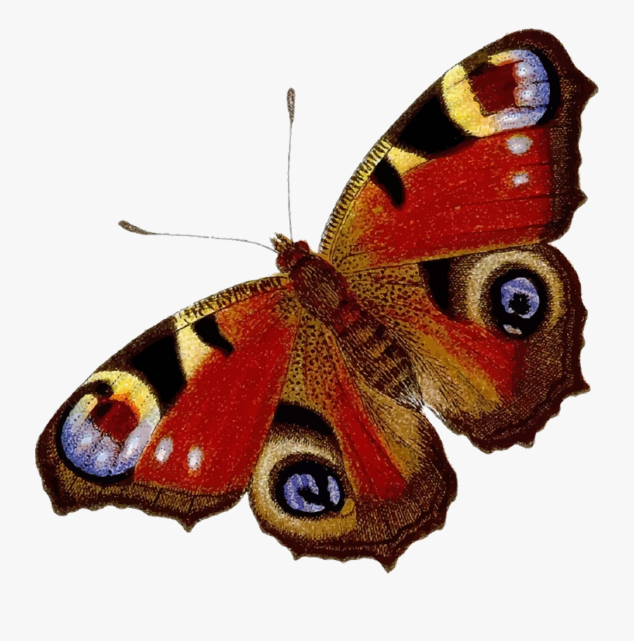 Peacock Butterfly Clip Arts - Peacock Butterfly Black And White, Transparent Clipart