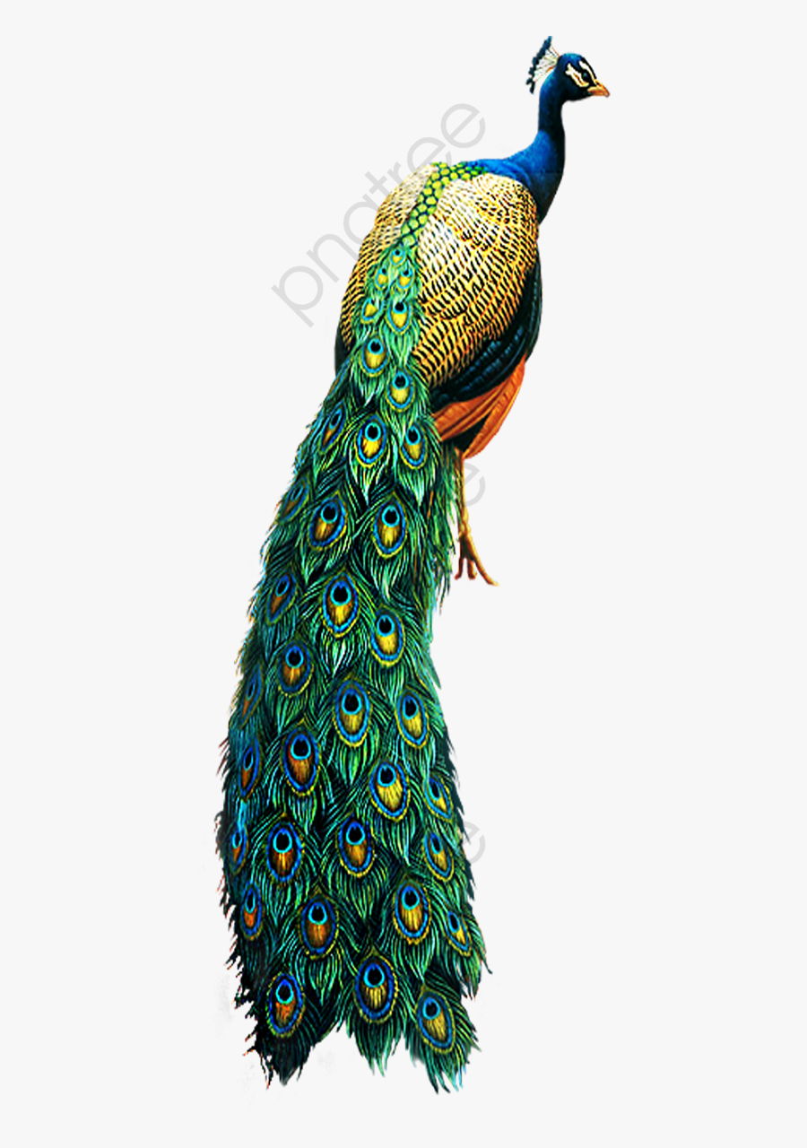 Peacock - Peacock Png, Transparent Clipart