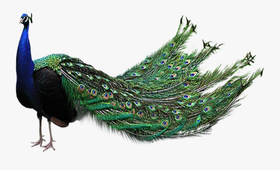 Peacock Png, Transparent Clipart