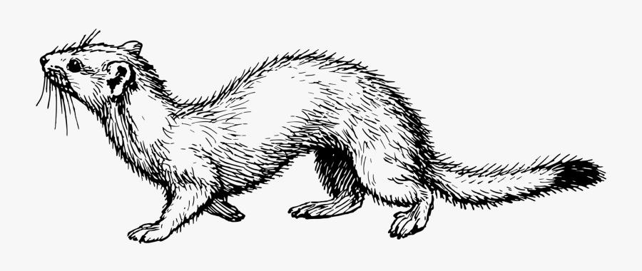 Drawn Otter Sea Mink Mink Clipart Black And- - Ermine Clipart Black And White, Transparent Clipart