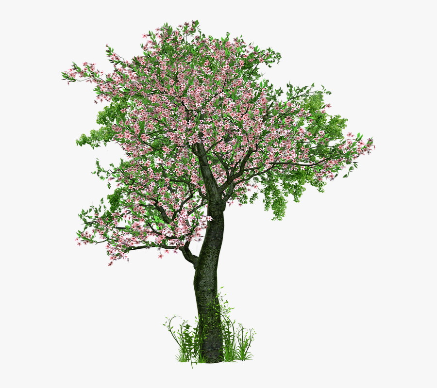 Money Tree Pictures 16, Buy Clip Art - Trees With Flowers Png, Transparent Clipart