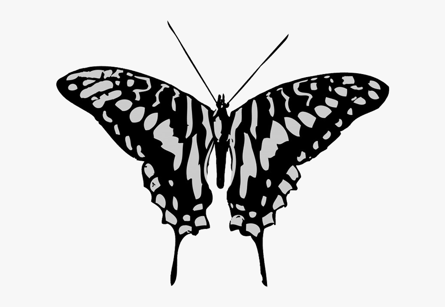 Black And Grey Butterfly Drawing - Black And White Butterfly Transparent, Transparent Clipart