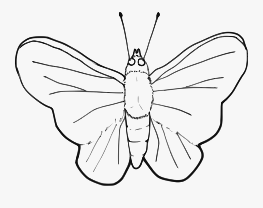 Stroke Drawing Butterfly - Insects Black And White Clipart, Transparent Clipart