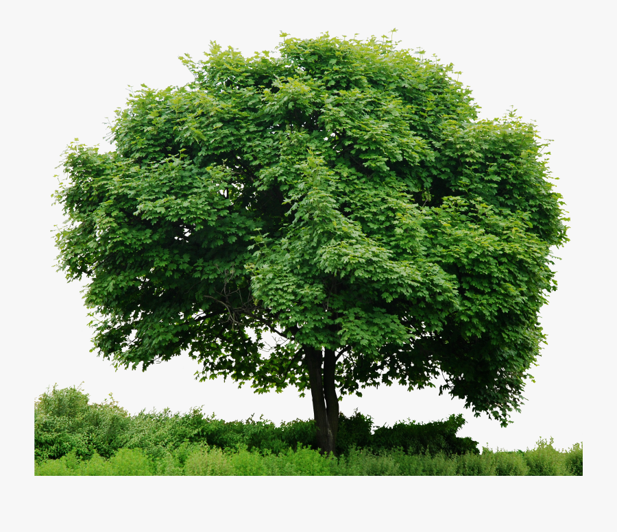 Download Tree Png Hd Clipart Clip Art Tree Plant Grass - Hd Tree, Transparent Clipart