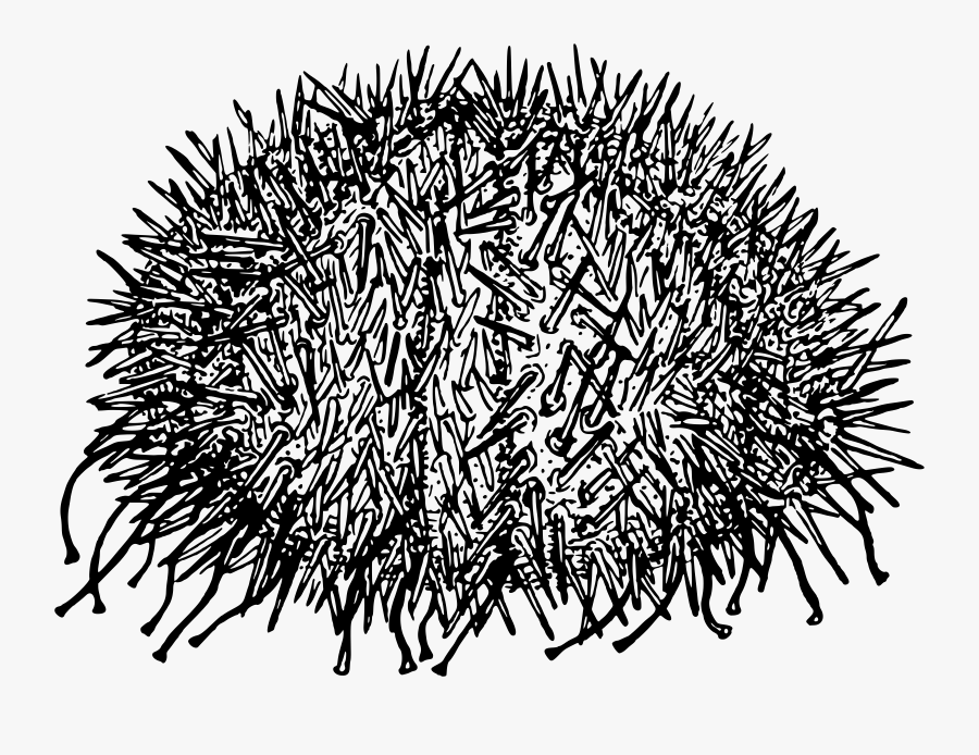 Porcupine,monochrome Photography,tree, Transparent Clipart