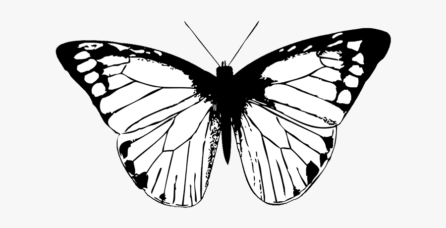 Butterfly Black Butterfly Clipart Png - Drawing Black And White Butterflies, Transparent Clipart