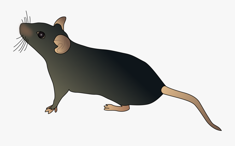 Water Shrew,tasmanian Devil,clip Art,marsupial - Mouse Schematic, Transparent Clipart
