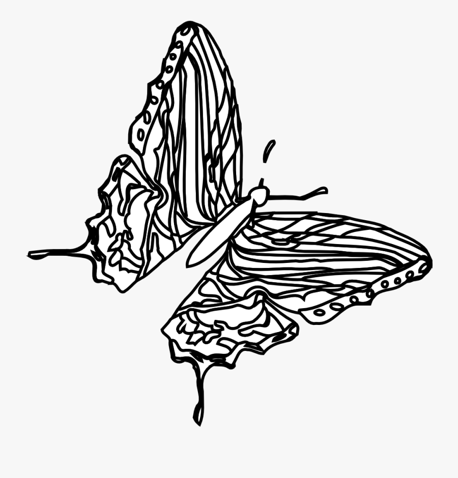 Butterfly Black White Line Art 555px - Sketch, Transparent Clipart