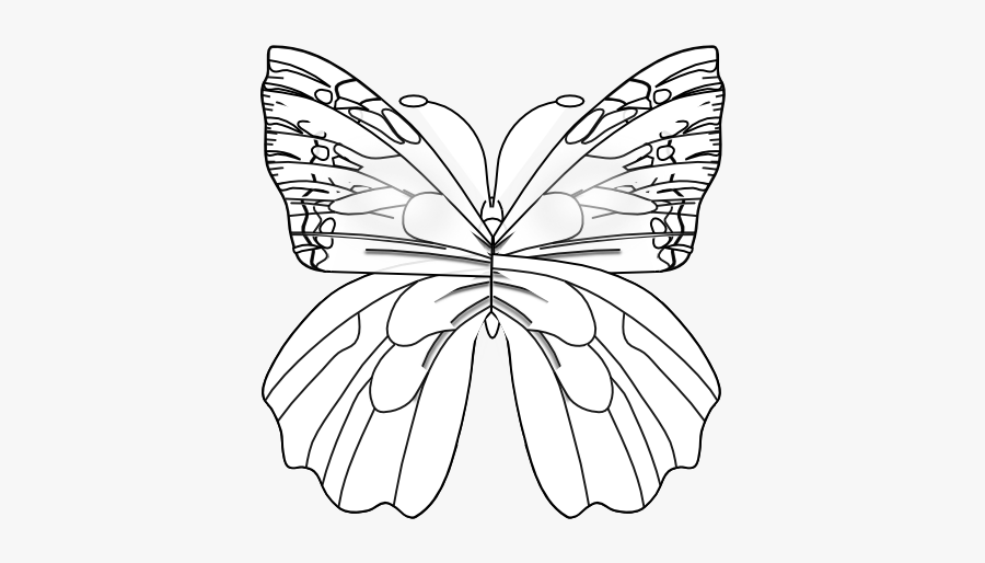 Flower Butterfly Black White Line Art 555px - Pieridae, Transparent Clipart