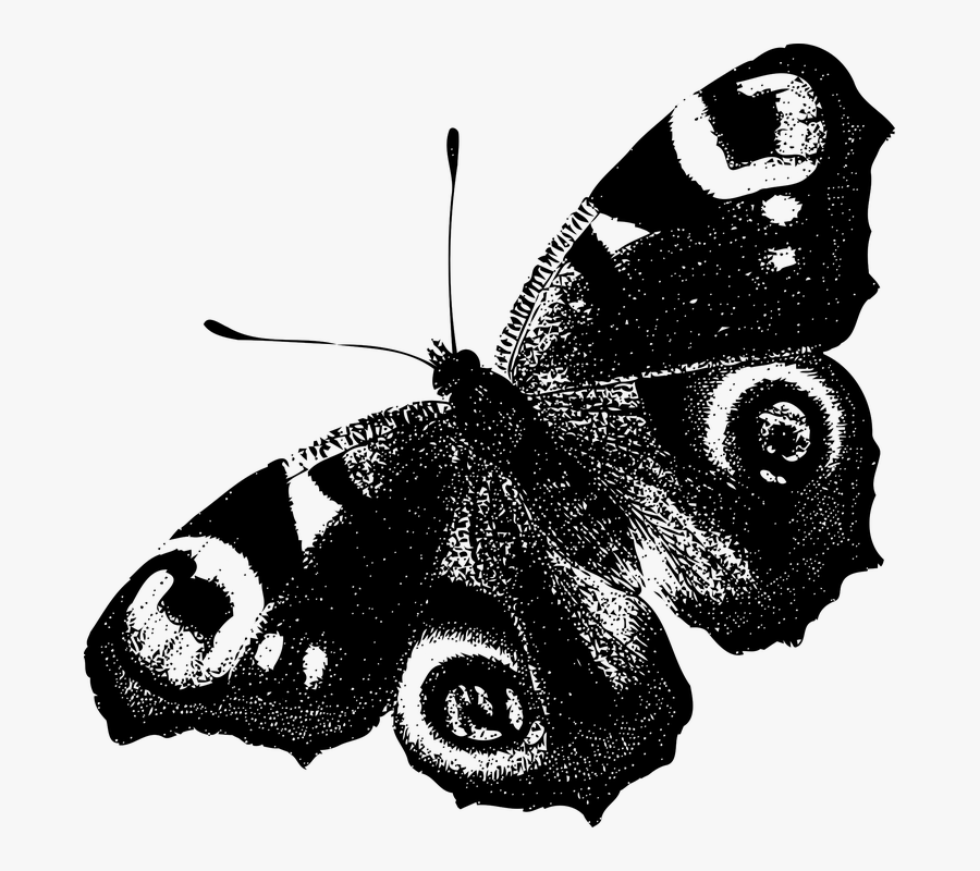 Transparent Butterfly Clipart Png Black And White - Peacock Butterfly Black And White, Transparent Clipart