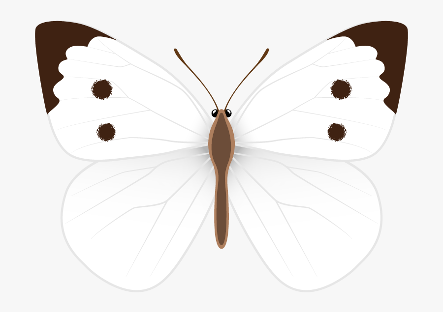 Pieridae, Transparent Clipart