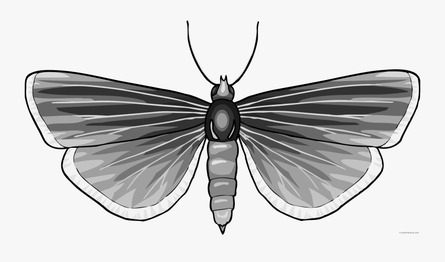 Transparent Butterfly Clip Art Black And White - Butterfly, Transparent Clipart