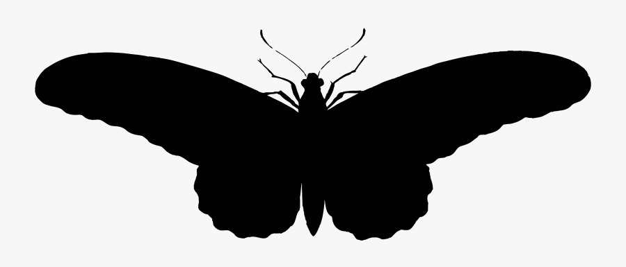Banner Stock Butterfly Clipart Free Black And White - รูป ผีเสื้อ ขาว ดํา, Transparent Clipart