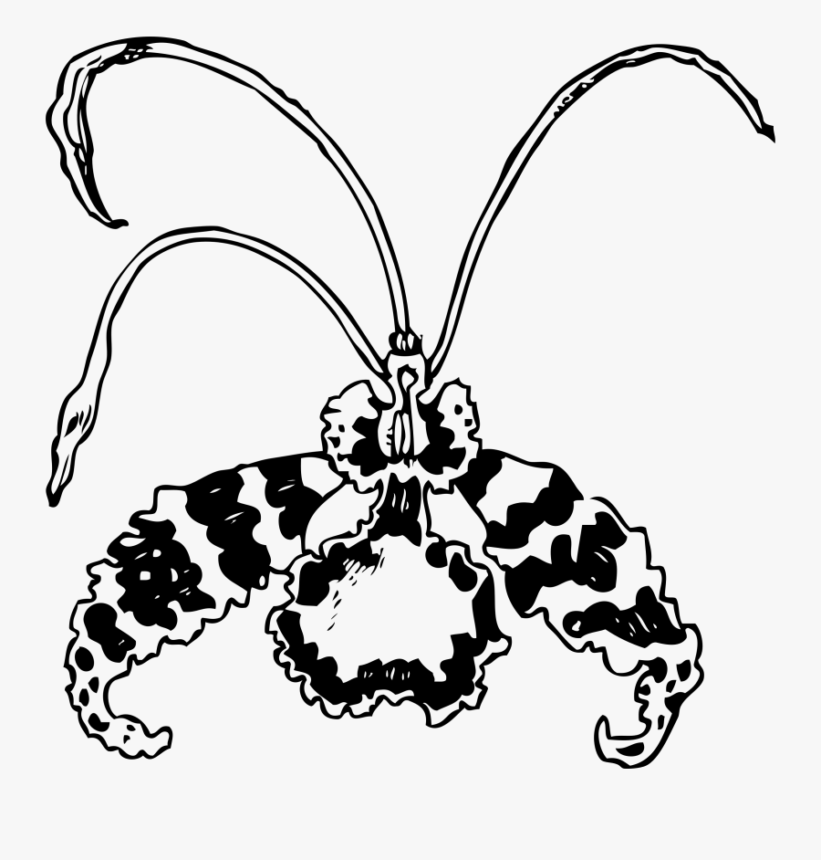 Clipart - Orchid Clip Art Black And White, Transparent Clipart