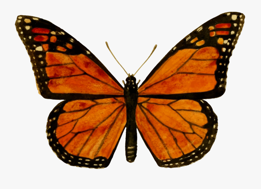 Monarch Butterfly - Monarch Butterfly Drawing, Transparent Clipart