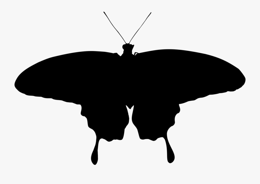 Butterfly Silhouette - Moth Silhouette Png, Transparent Clipart