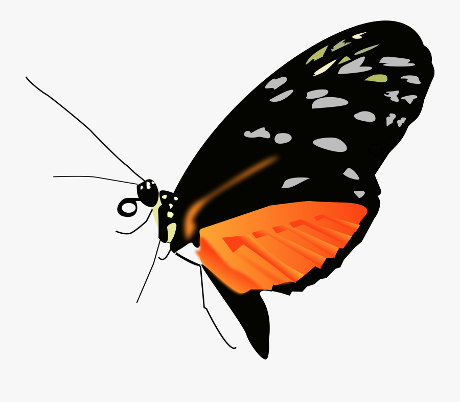 Lighter Orange-black Butterfly - Butterfly Orange And Black Png, Transparent Clipart