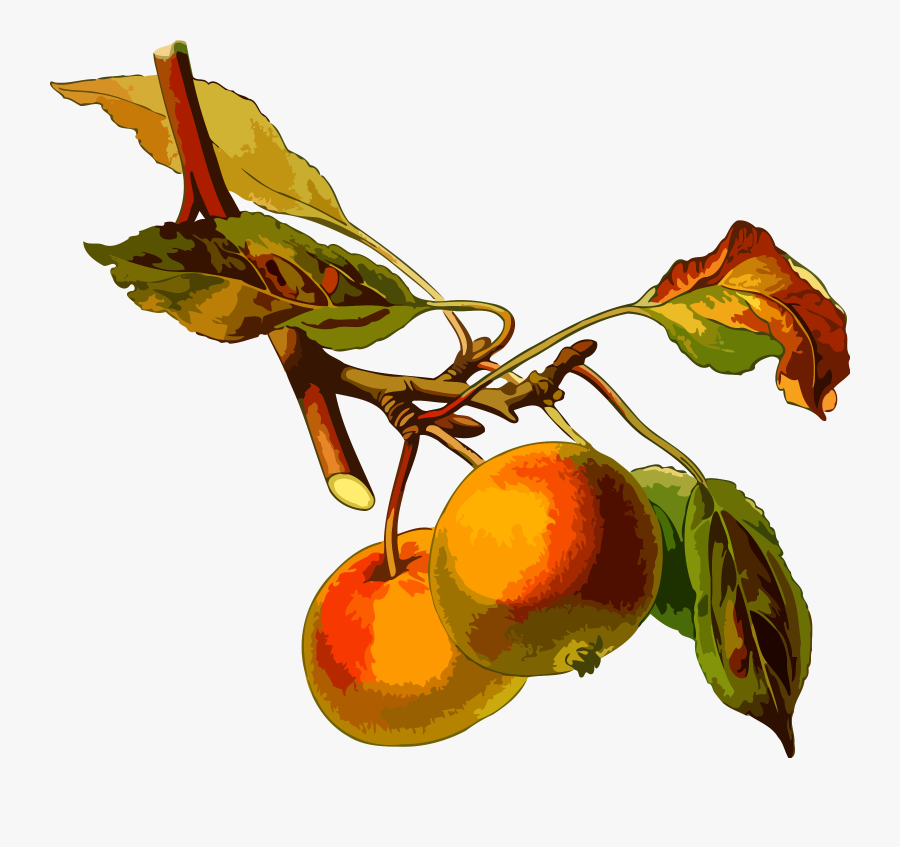 Common Name Of Apple, Transparent Clipart